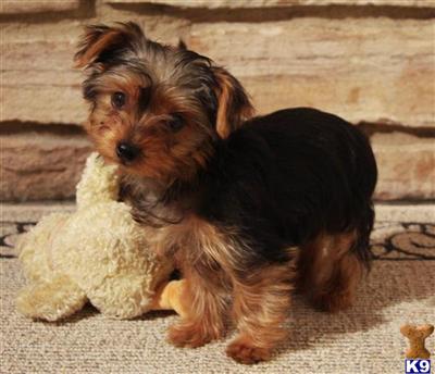 Yorkshire Terrier Puppies in TX